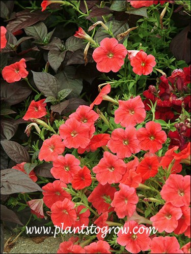 Petunia Avalanche Red